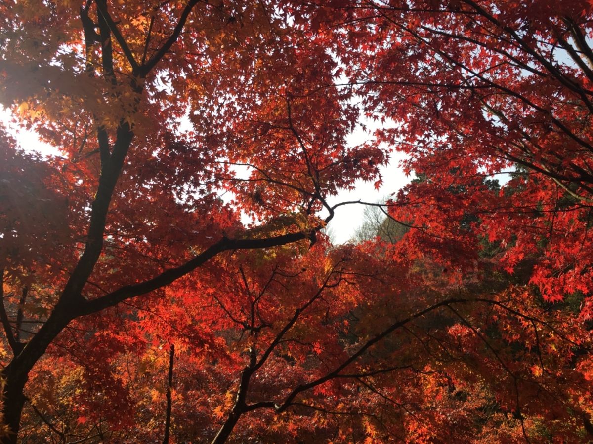 2日目は朝一で東福寺へ！平日だけど激混み！
でも紅葉は素晴らしい🍁一見の価...