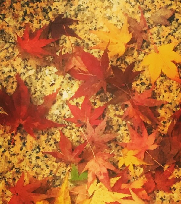 日本・東山、嵐山、etc「京都・紅葉を愛でる旅」の写真