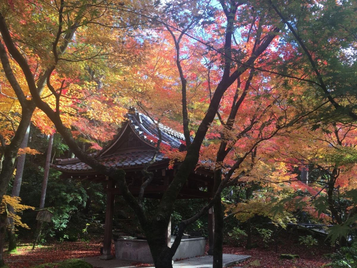 もみじの永観堂！苔と紅葉も風情があります♡