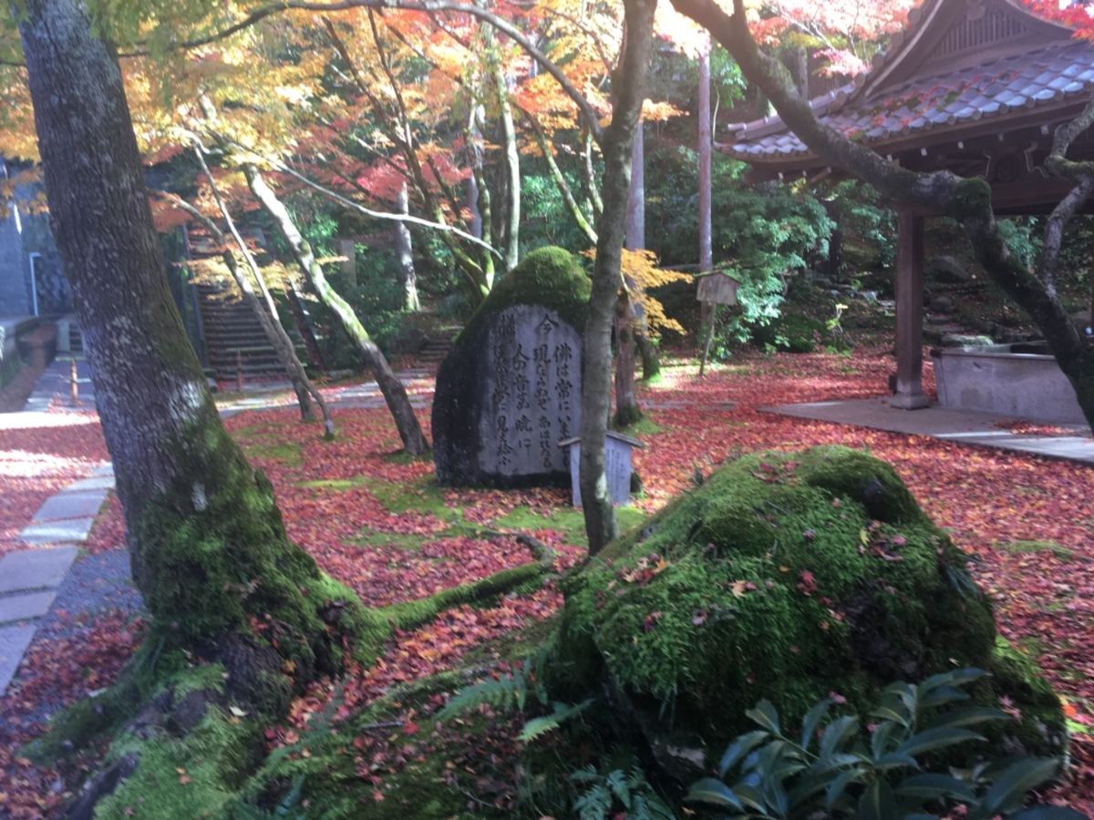 もみじの永観堂！苔と紅葉も風情があります♡