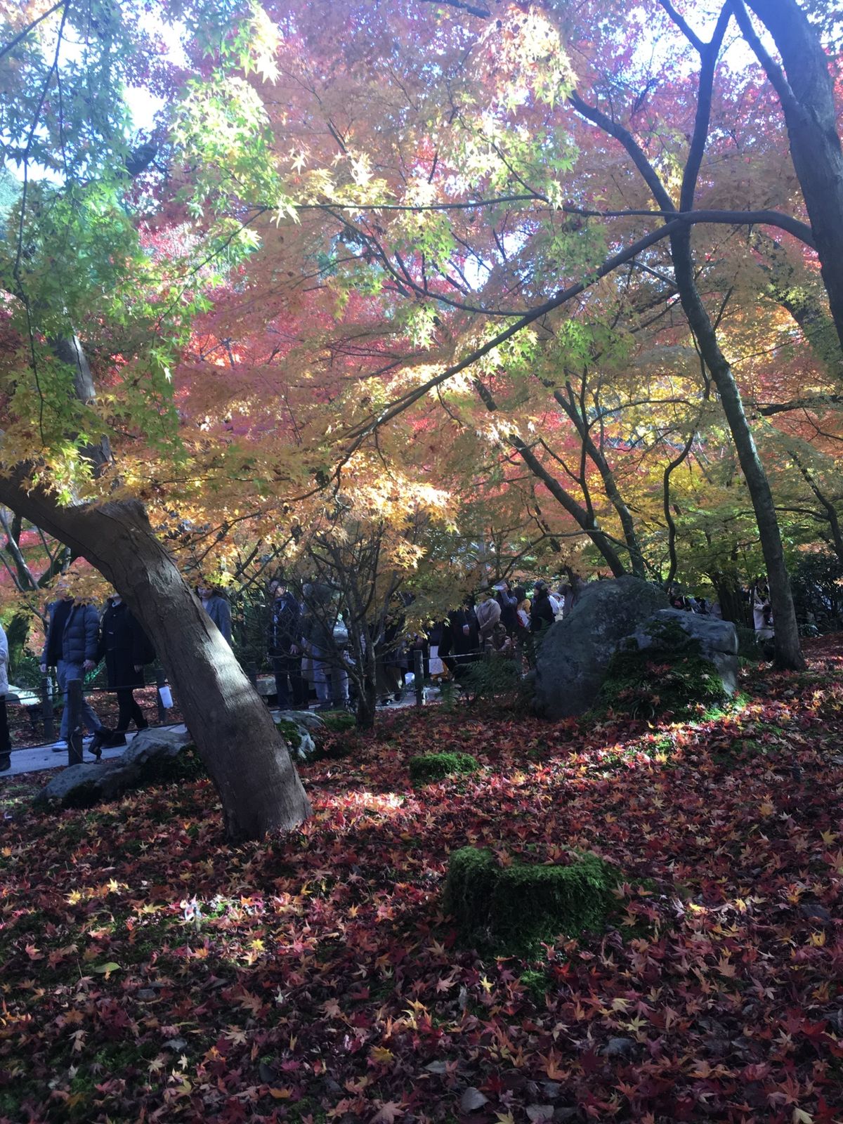 もみじの永観堂！苔と紅葉も風情があります♡