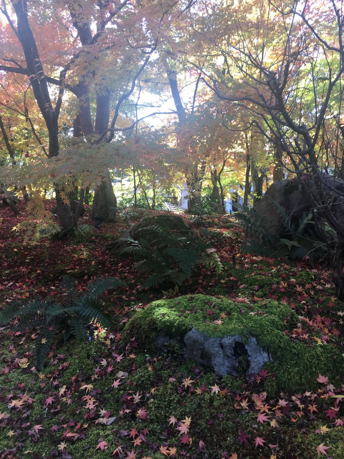 もみじの永観堂！苔と紅葉も風情があります♡