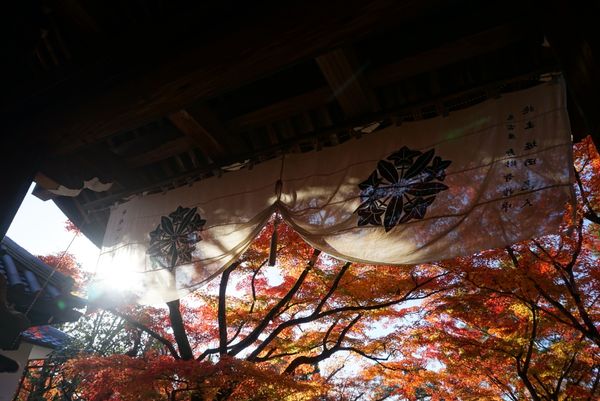日本・東山、嵐山、etc「京都・紅葉を愛でる旅」の写真：永観堂！見返り地蔵様も穏やかな表情でステ...