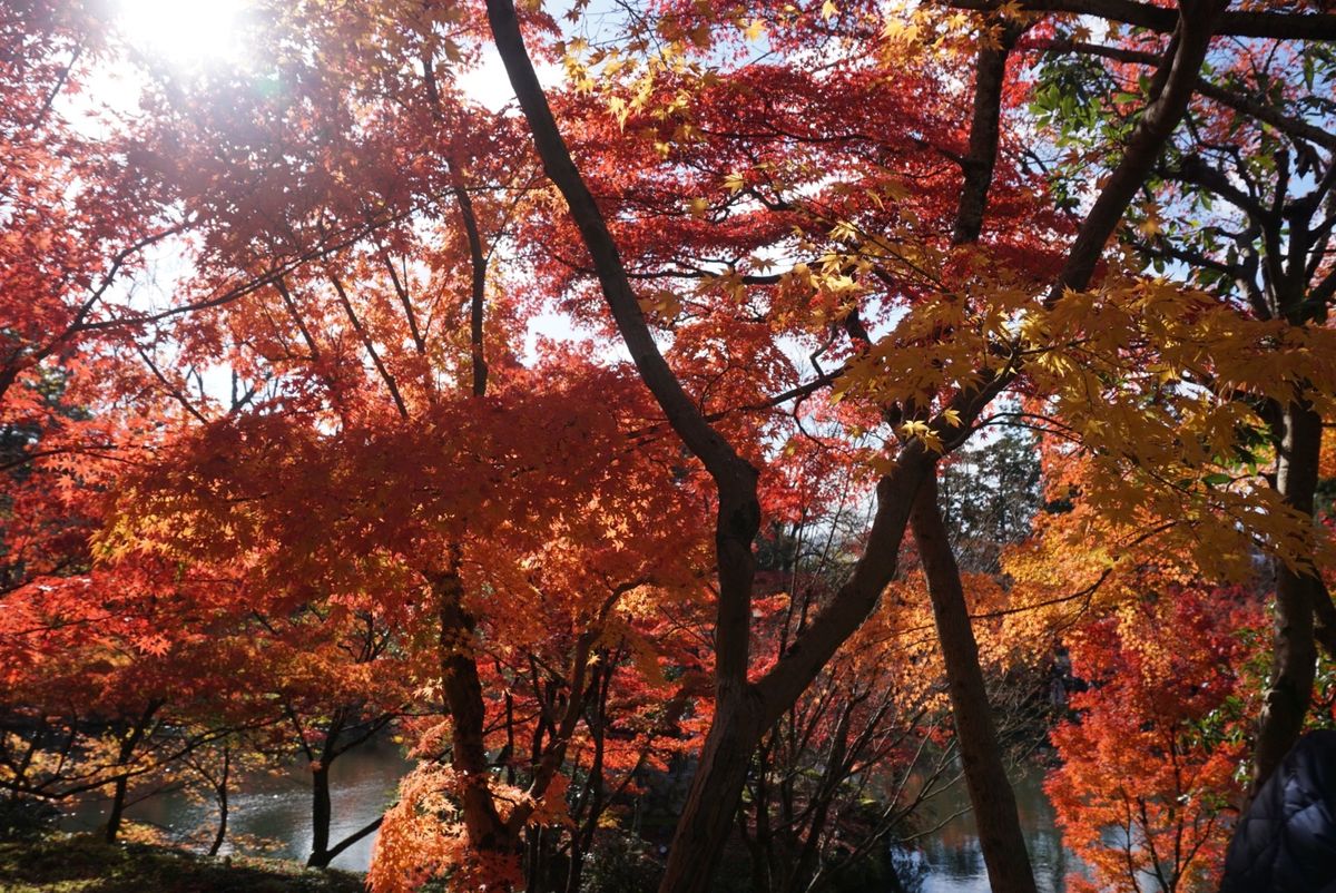 永観堂！これでもかというくらい紅い‼︎