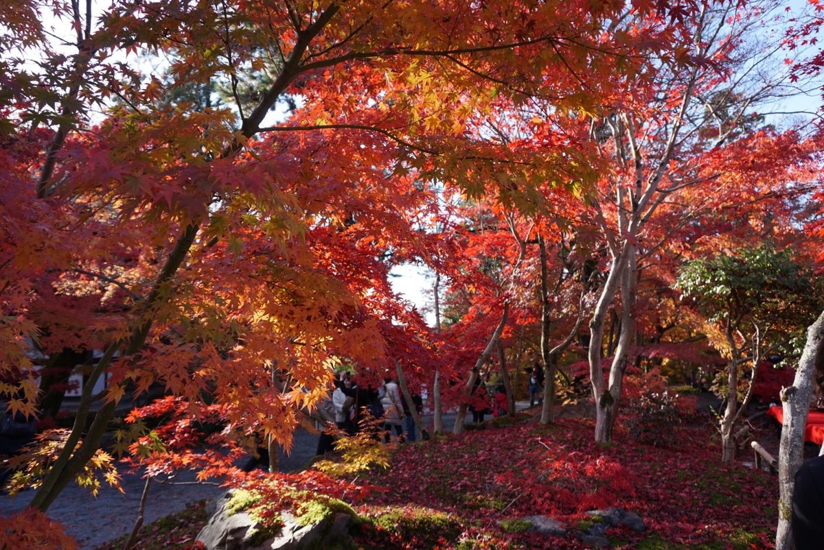 永観堂！これでもかというくらい紅い‼︎