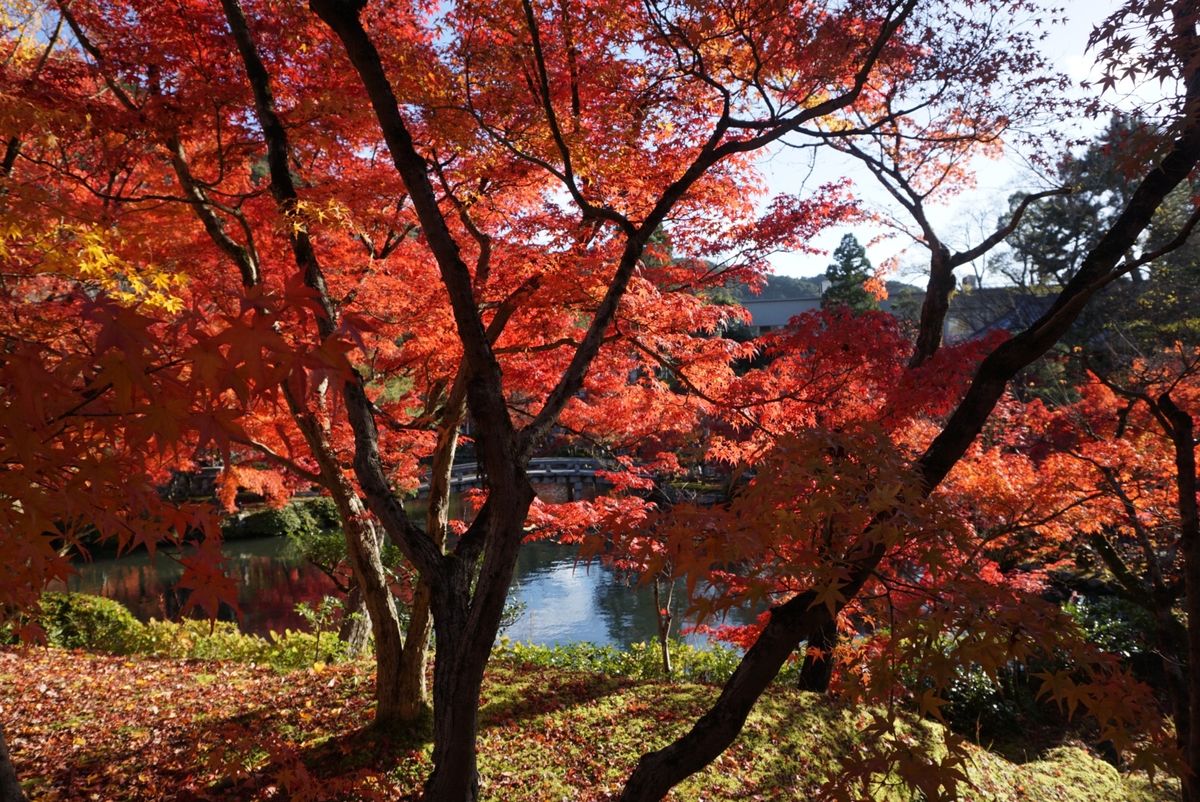 永観堂！これでもかというくらい紅い‼︎