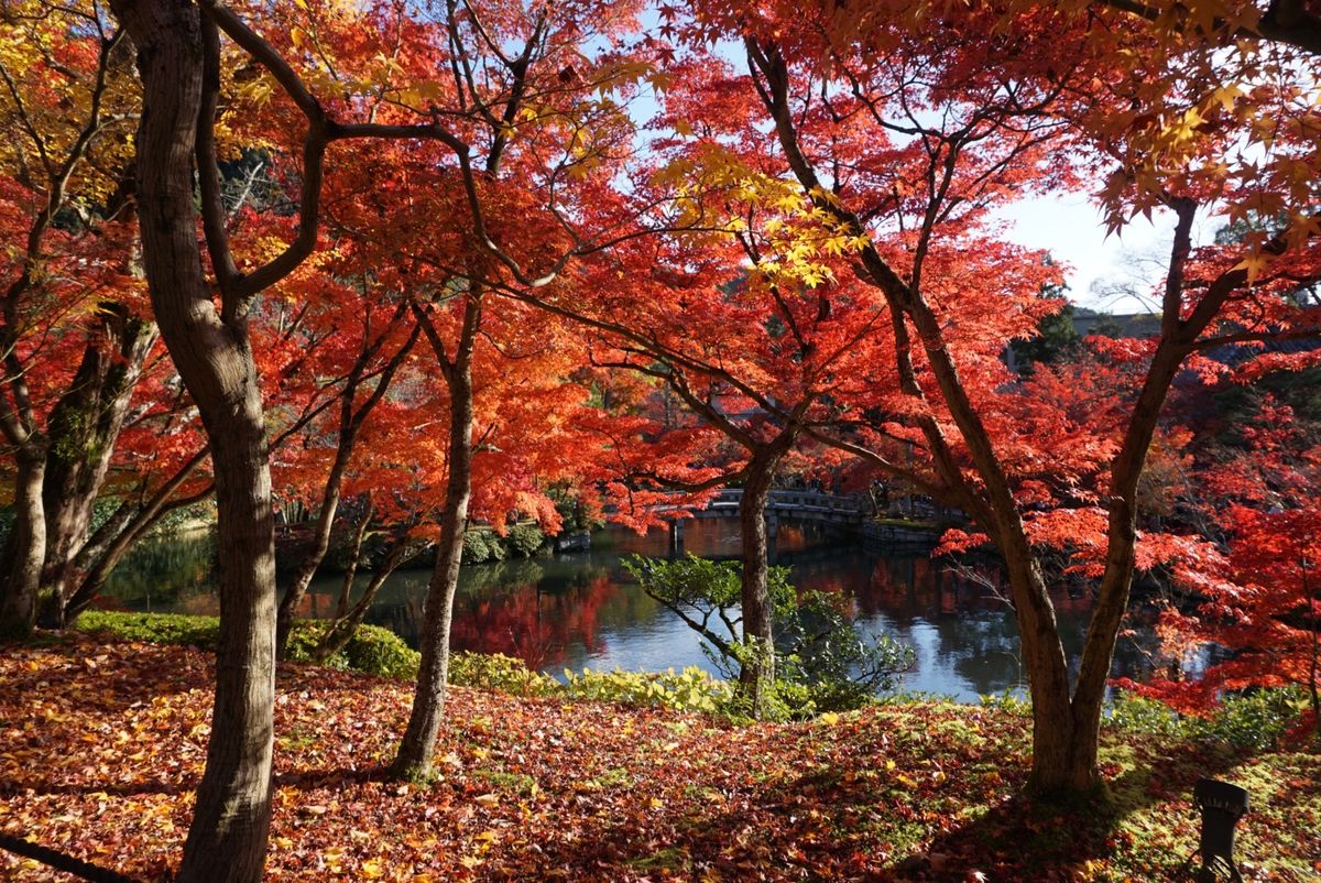 永観堂！これでもかというくらい紅い‼︎