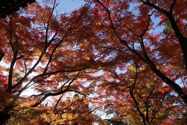 日本・東山、嵐山、etc「京都・紅葉を愛でる旅」の写真：永観堂！