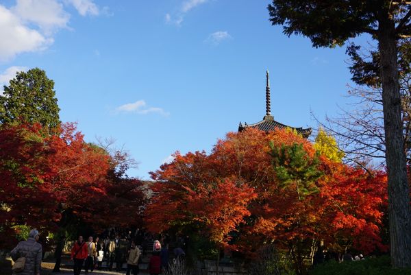 日本・東山、嵐山、etc「京都・紅葉を愛でる旅」の写真：真如堂！