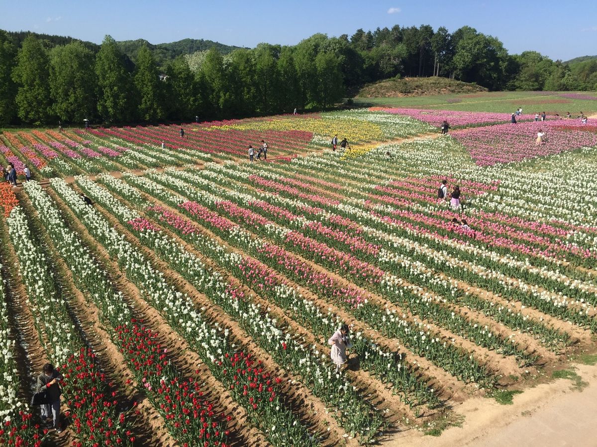宮島と世羅のチューリップ園