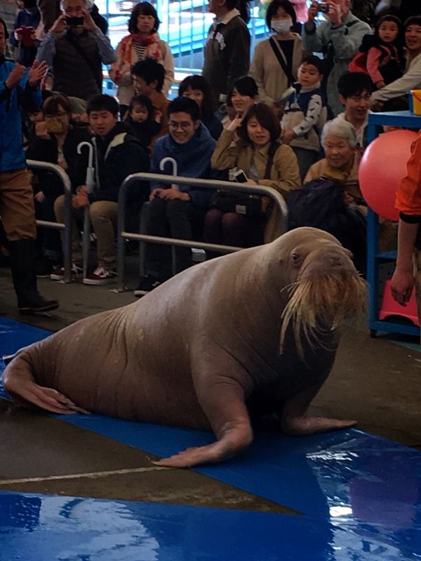 日本・伊勢神宮「伊勢志摩」の写真：鳥羽水族館
