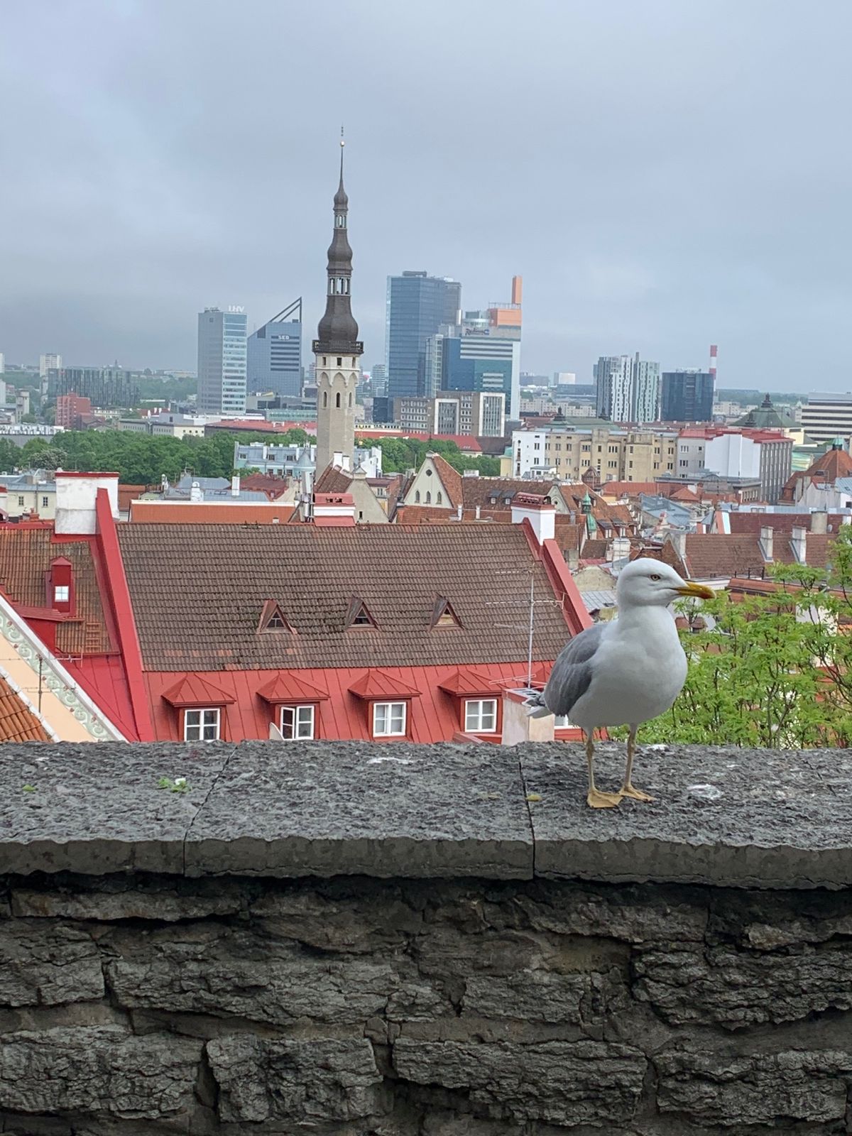 ラトビアから陸続きでバルト三国1番北のエストニア共和国🇪🇪へ入国🚌
タリン...