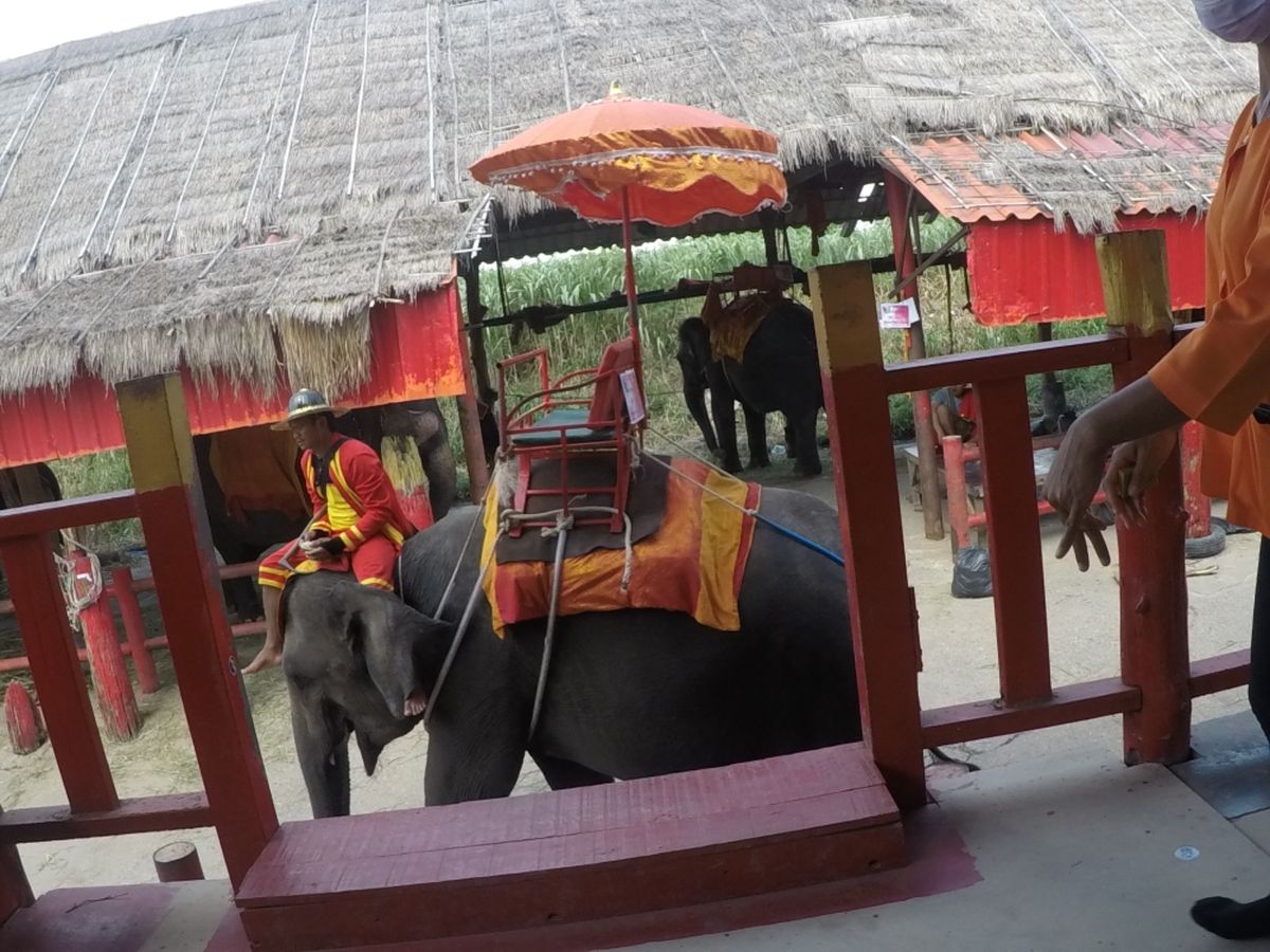 アユタヤ
念願の象さんの背中🐘
