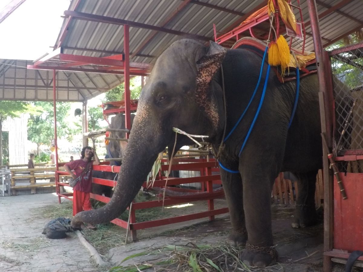 アユタヤ
念願の象さんの背中🐘