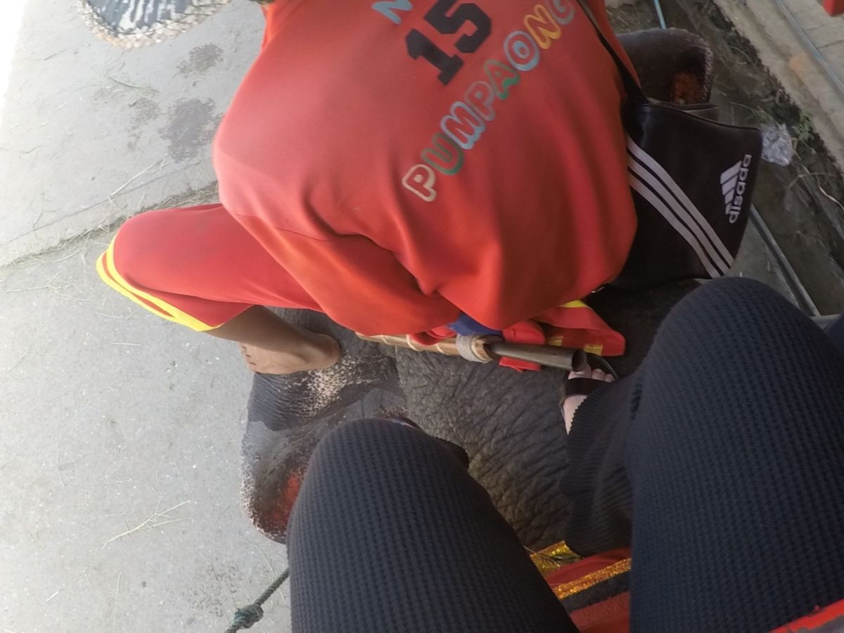 アユタヤ
念願の象さんの背中🐘