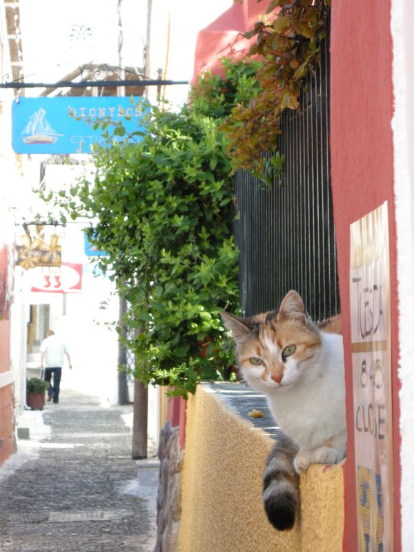 ギリシャ・アテネ「White wall in Santorini 」の写真：滞在中仲良くなったアイスクリーム屋さんの...