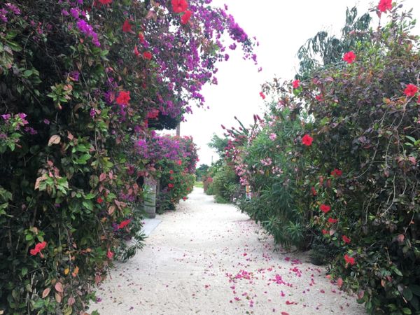 日本「Ishigaki Island」の写真