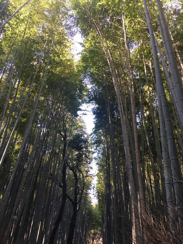 日本・東山、嵐山、etc「京都・紅葉を愛でる旅」の写真：嵐山