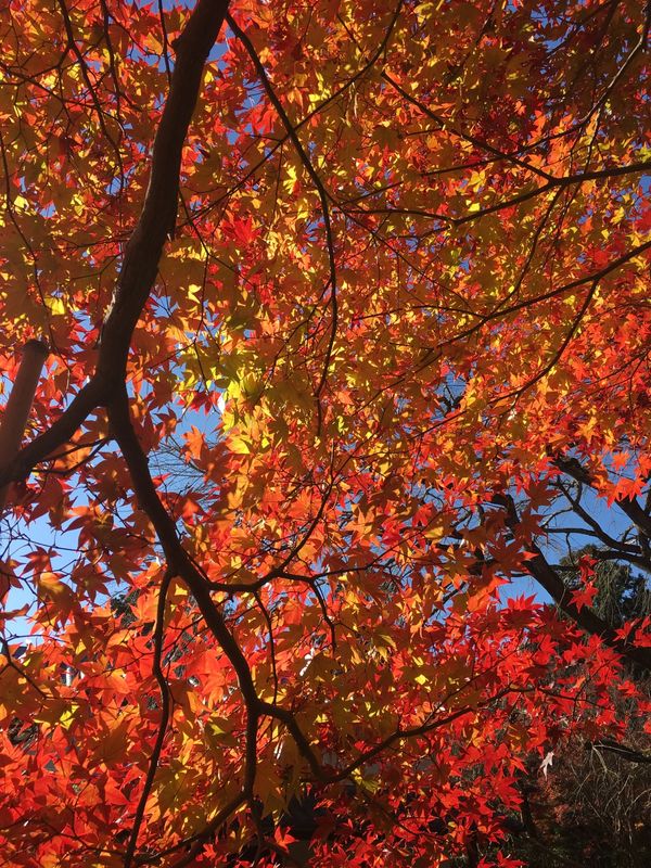 日本・東山、嵐山、etc「京都・紅葉を愛でる旅」の写真：嵯峨！もみじがキラキラ🍁