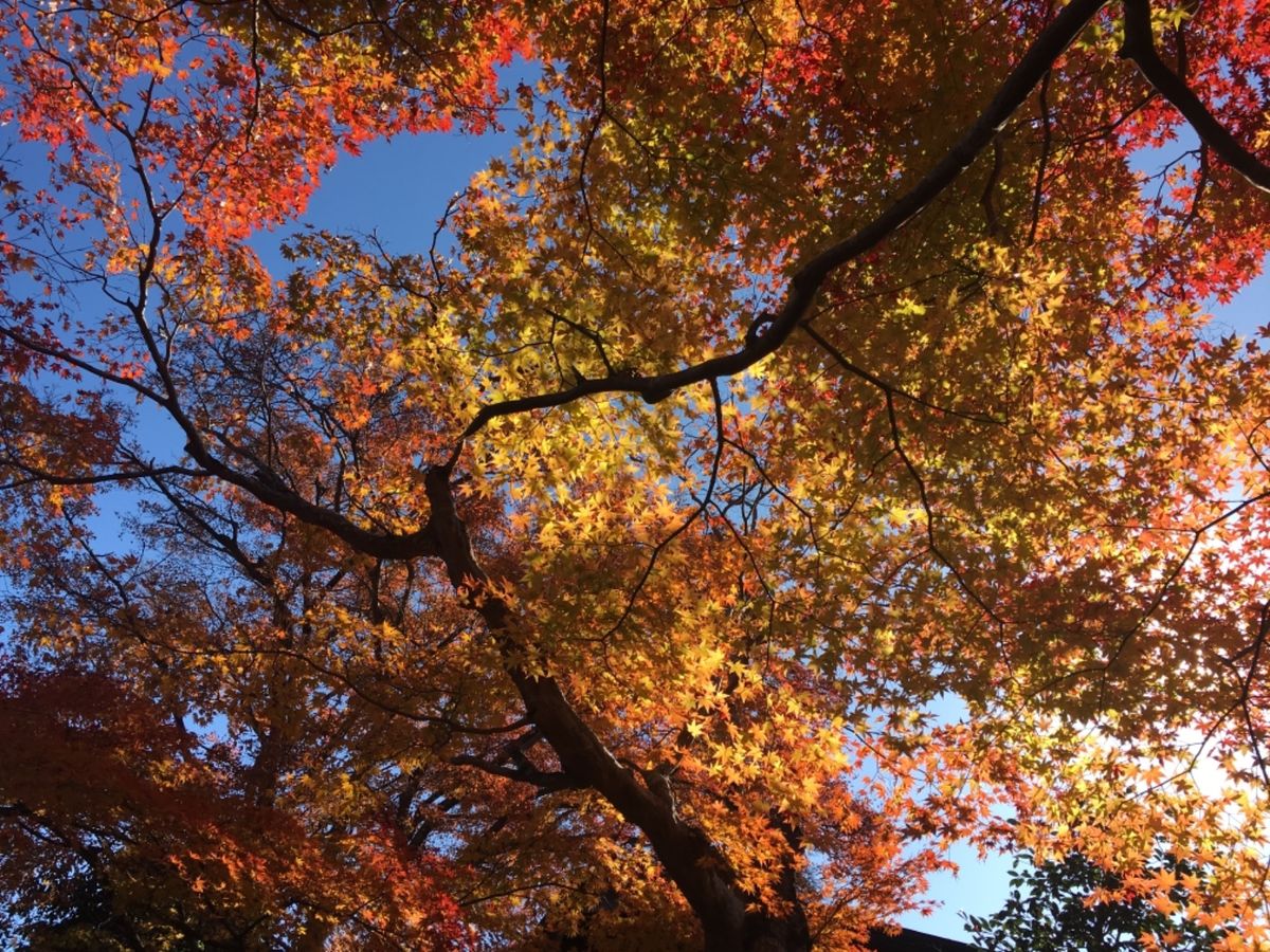 嵯峨！もみじがキラキラ🍁