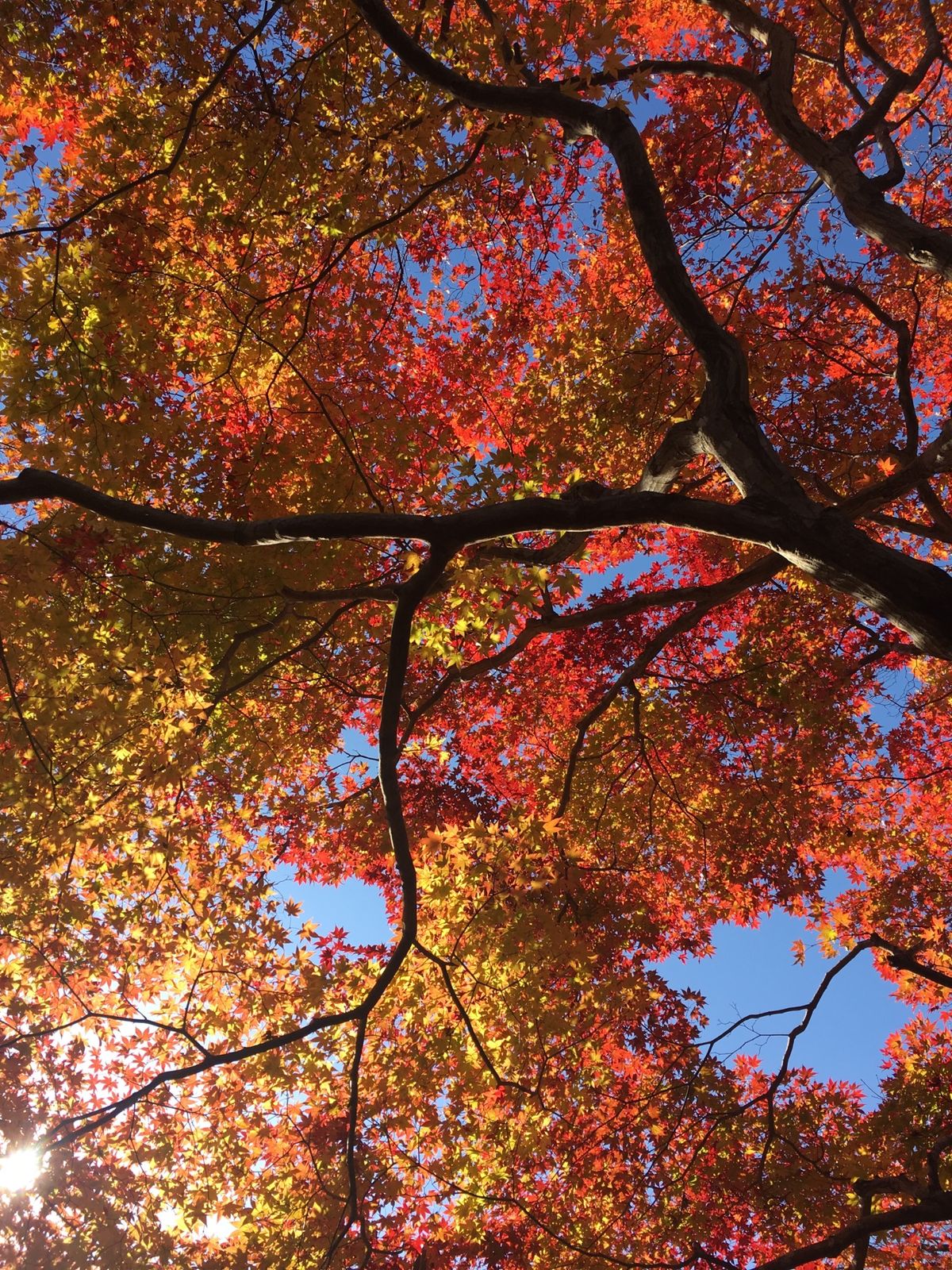 嵯峨！もみじがキラキラ🍁