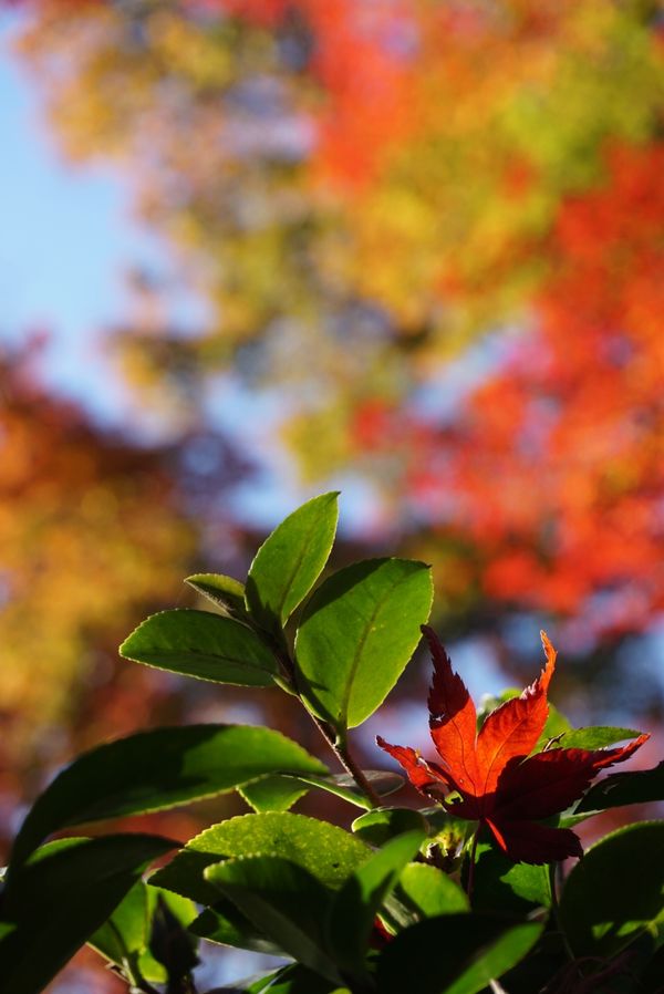 日本・東山、嵐山、etc「京都・紅葉を愛でる旅」の写真