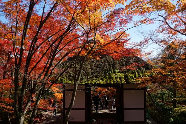 日本・東山、嵐山、etc「京都・紅葉を愛でる旅」の写真：常寂光寺！お見事♡