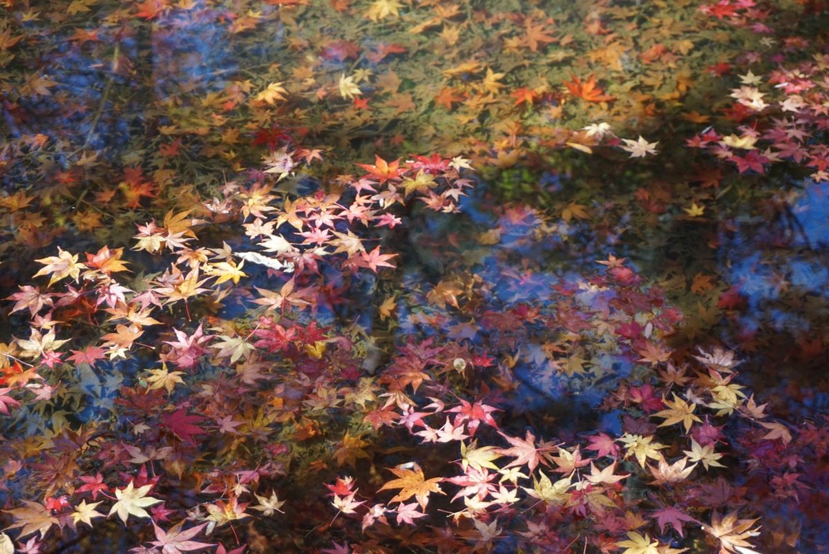 常寂光寺！お見事♡