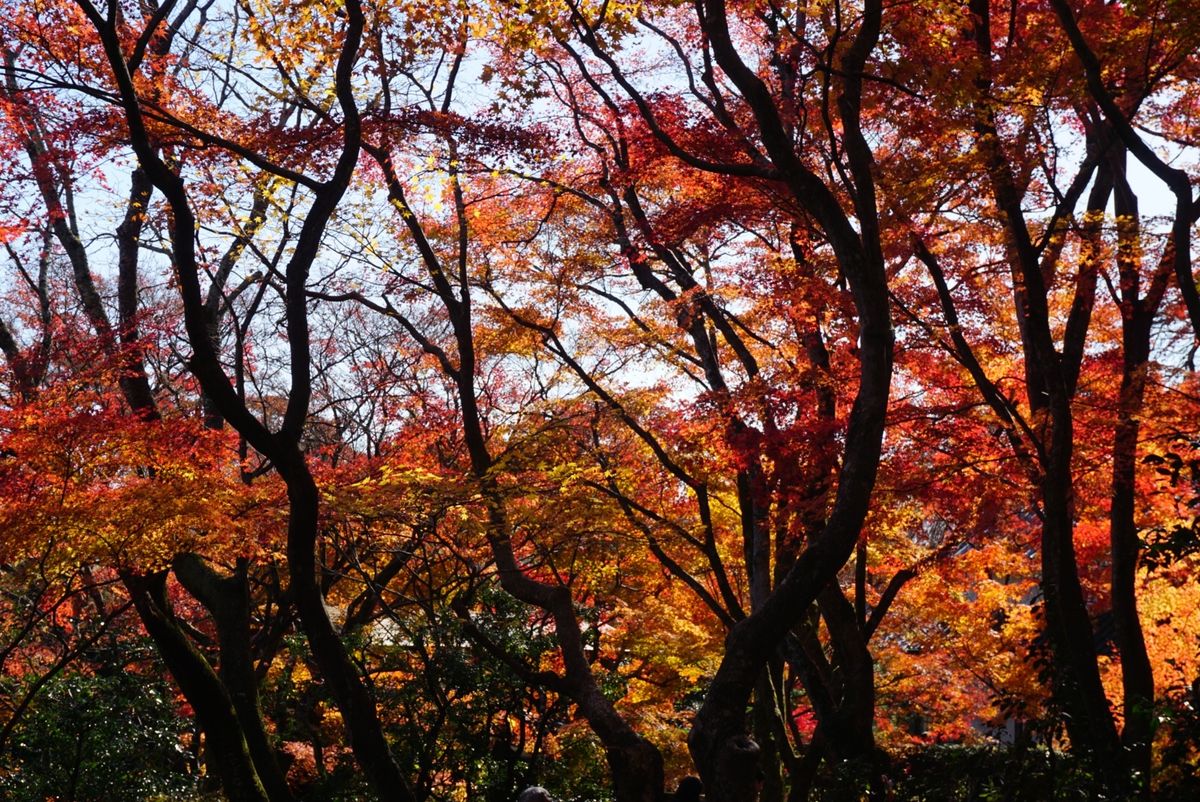 常寂光寺！お見事♡