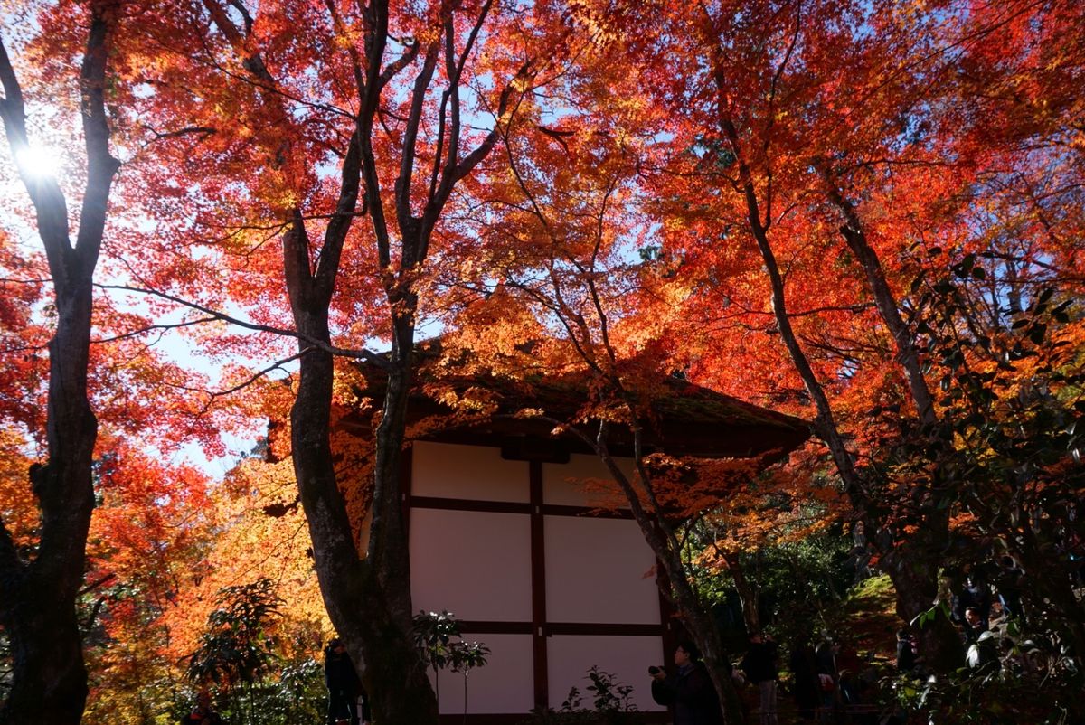 常寂光寺！お見事♡