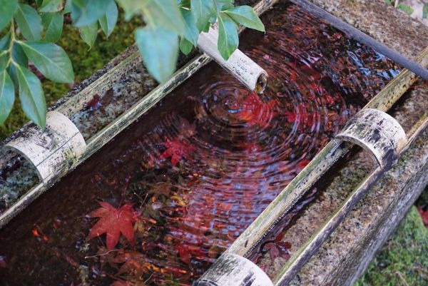 日本・東山、嵐山、etc「京都・紅葉を愛でる旅」の写真
