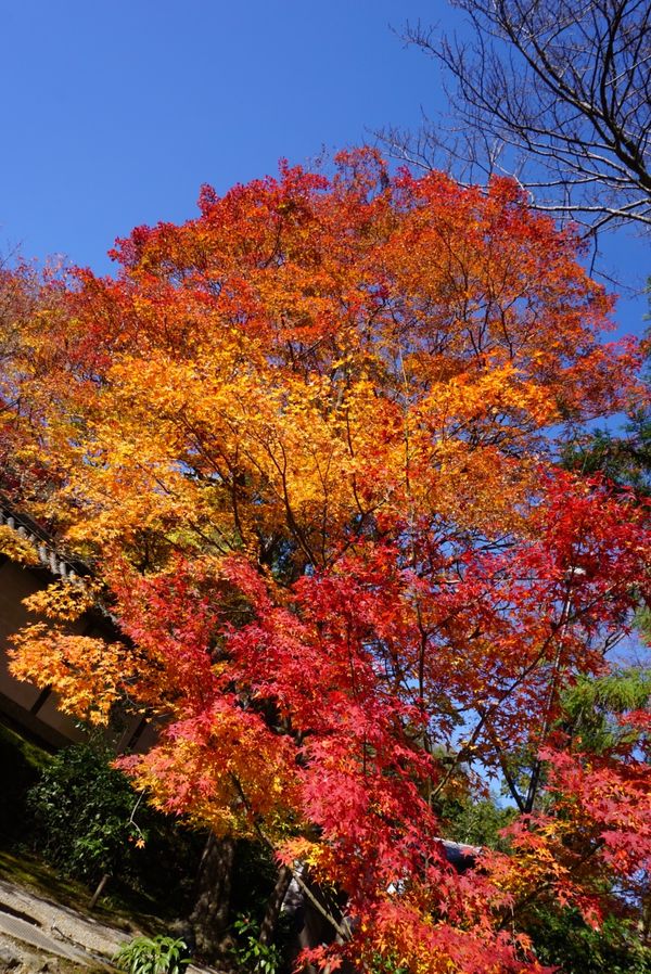 日本・東山、嵐山、etc「京都・紅葉を愛でる旅」の写真：二尊院！