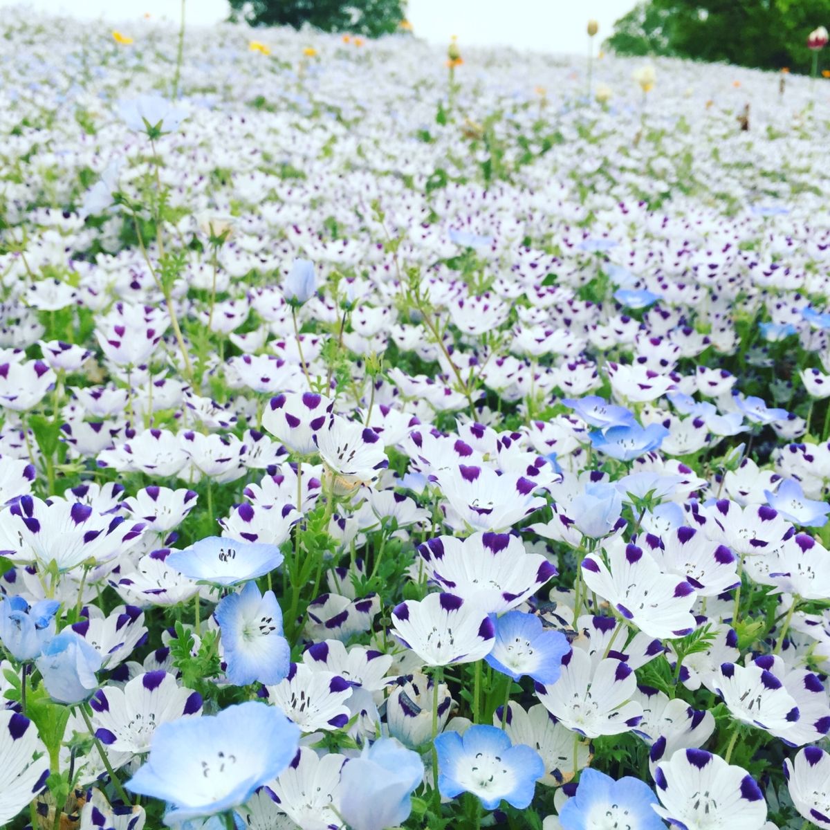 ネモフィラが満開