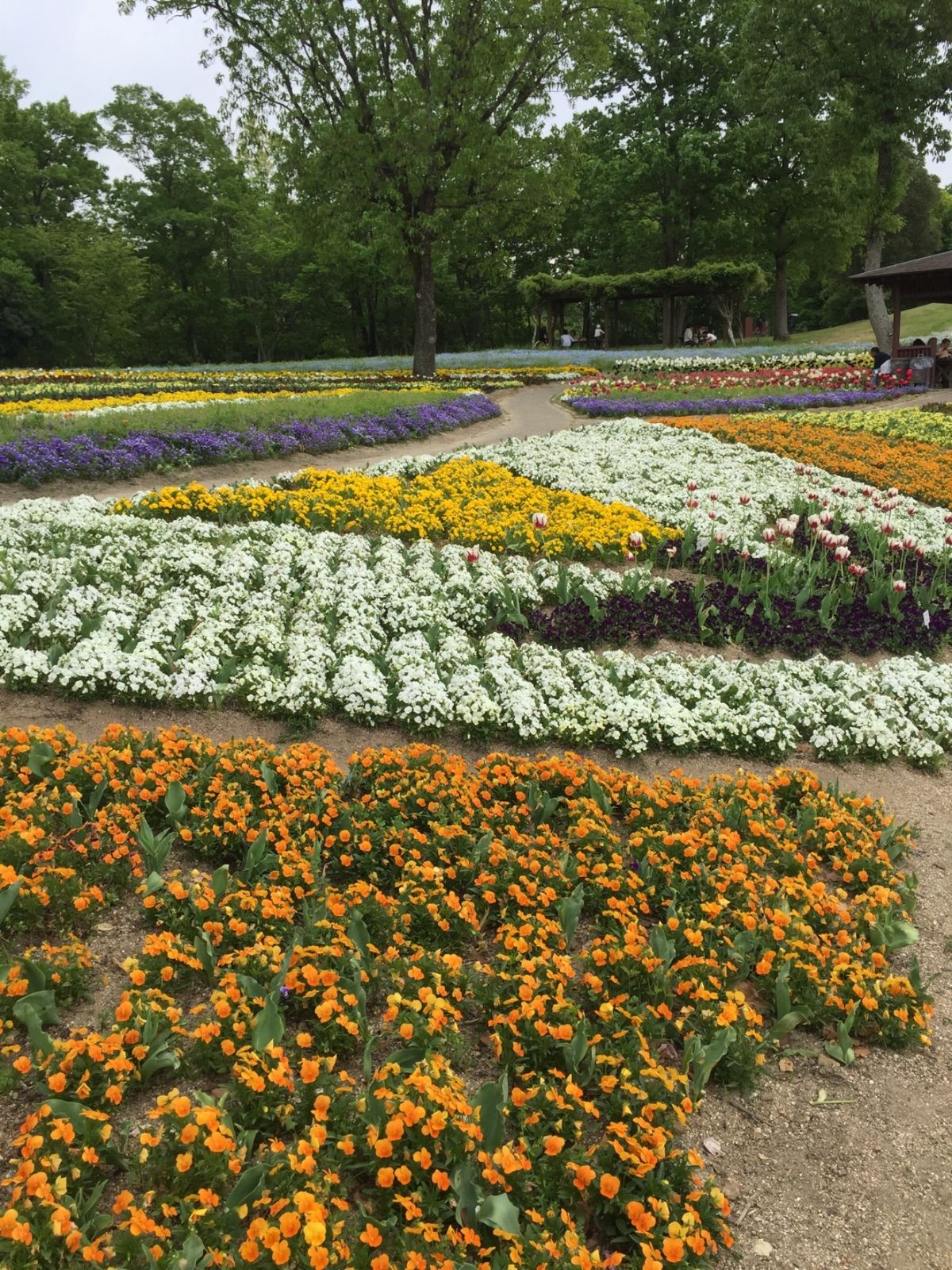 ネモフィラが満開