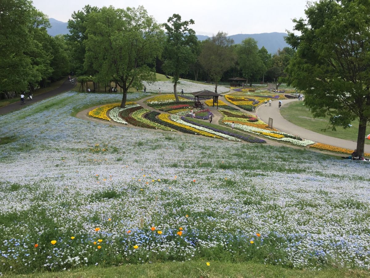 ネモフィラが満開