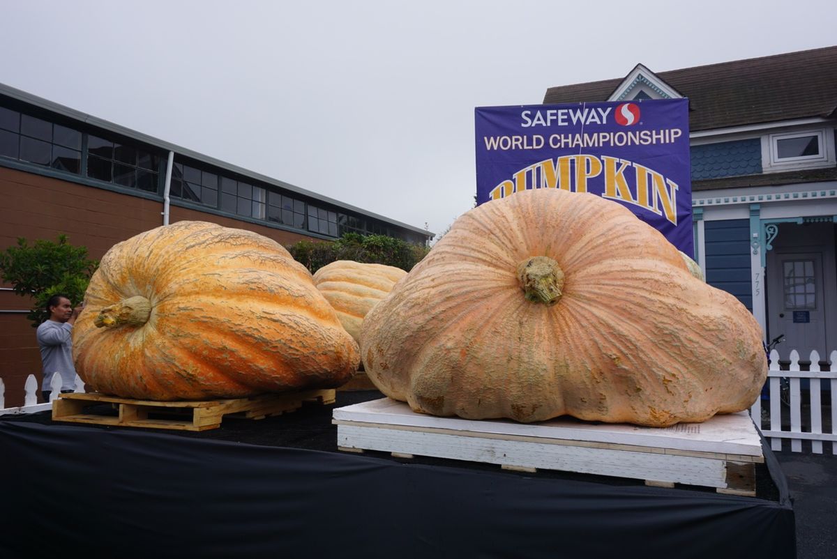 世界一大きなカボチャを決めるコンテスト！