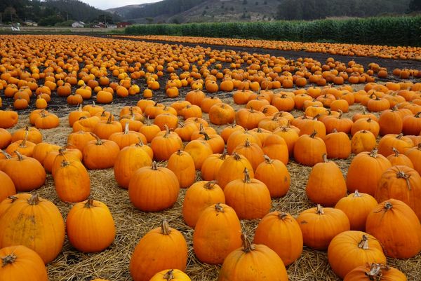 アメリカ(米国)・カリフォルニア、ハーフムーンベイ「ハーフムーンベイ・アート&パンプキンフェスティバル」の写真：イベント会場に行く途中のパンプキンパッチ...