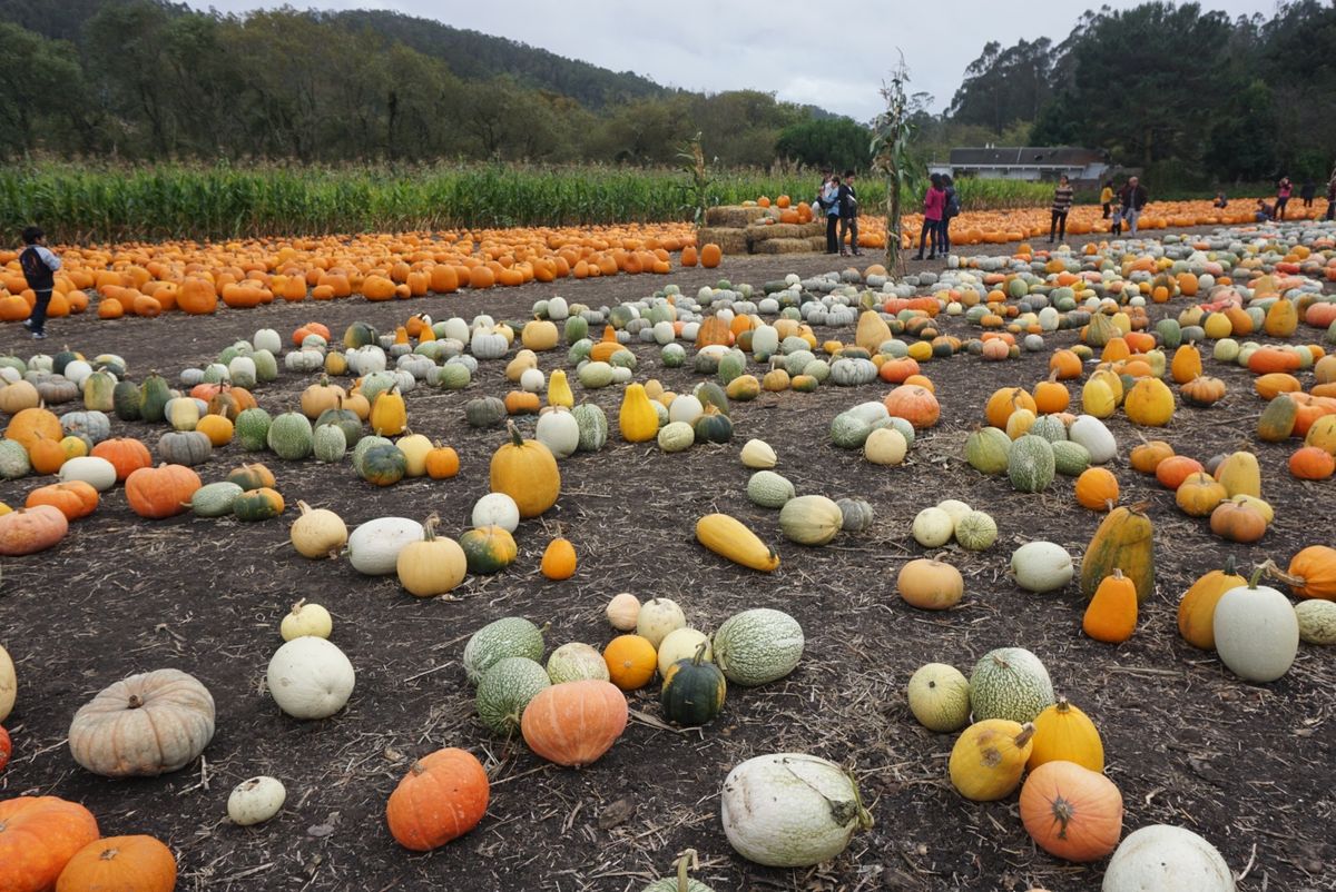 イベント会場に行く途中のパンプキンパッチ🎃
好きなパンプキンを選び購入できます！