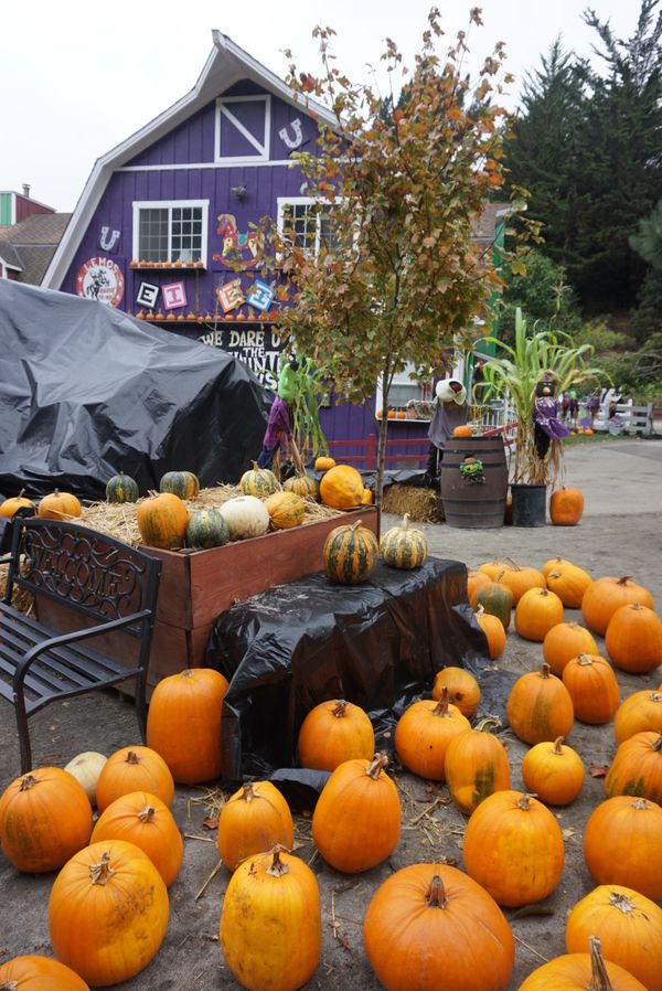 アメリカ(米国)・カリフォルニア、ハーフムーンベイ「ハーフムーンベイ・アート&パンプキンフェスティバル」の写真：Lemons Farm!