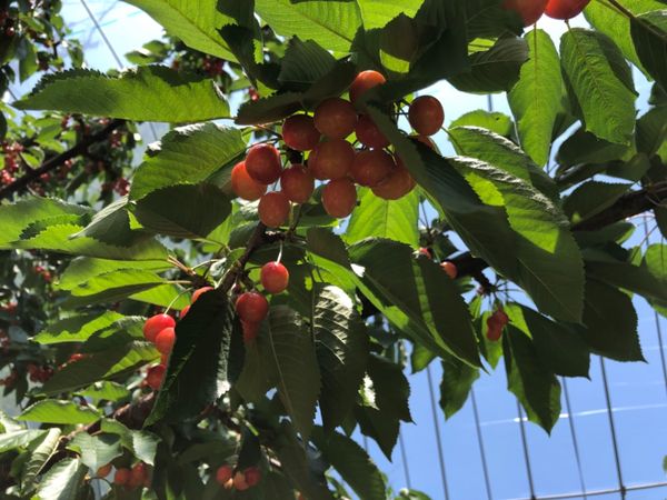日本・北海道「うにシーズンの札幌🎵」の写真：余市にてさくらんぼ狩り🍒
佐藤錦をはじめ...