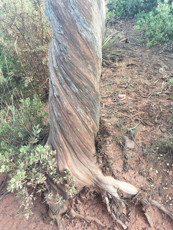 アメリカ(米国)・セドナ・4大ボルテックス・デビルズブリッジ「アリゾナ・セドナ」の写真：ねじれた木々