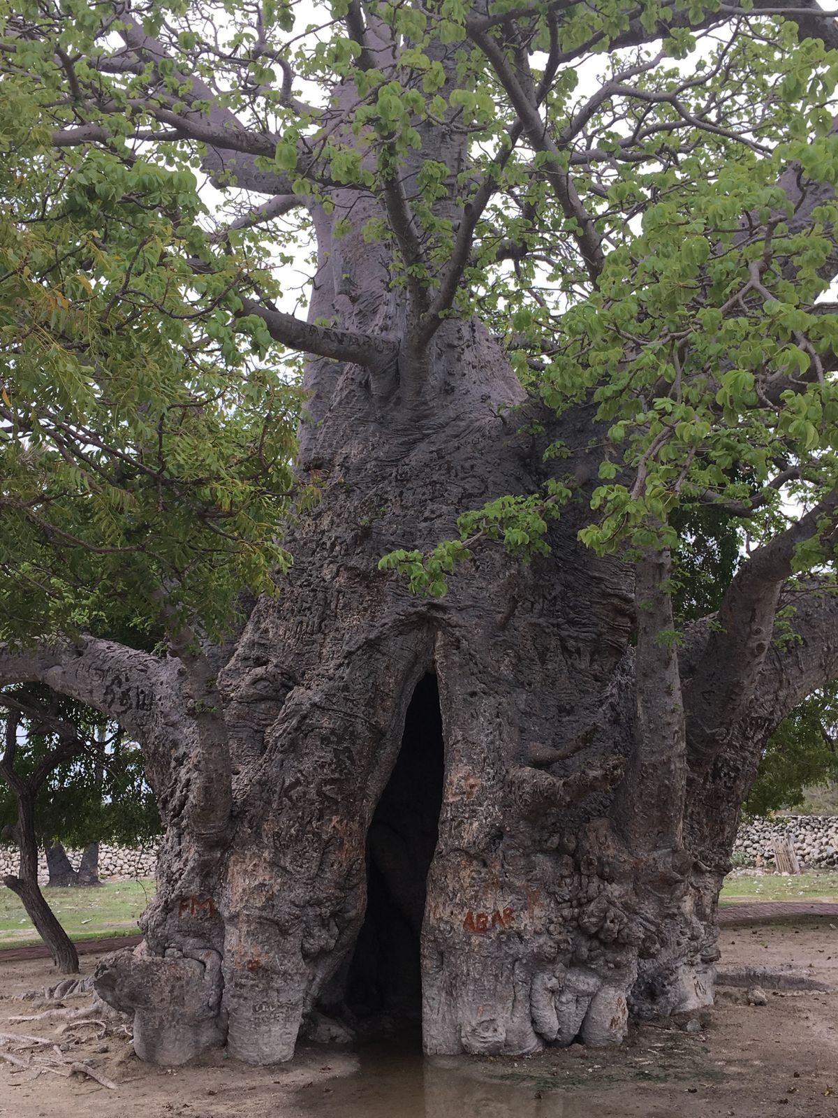 すぐそこはインド。ジャフナからデルフト島へ。