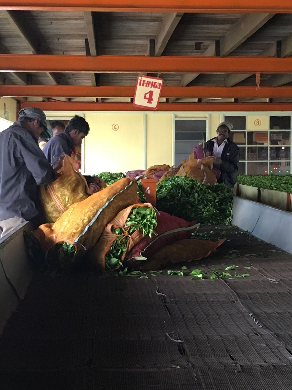 午後ティーの産地。ペドロティーファクトリー。たしか工場内部見学は250ルピー。