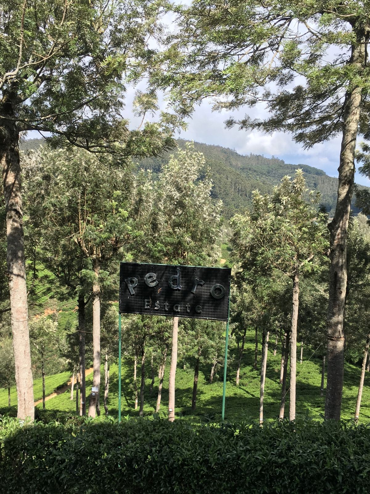 午後ティーの産地。ペドロティーファクトリー。たしか工場内部見学は250ルピー。