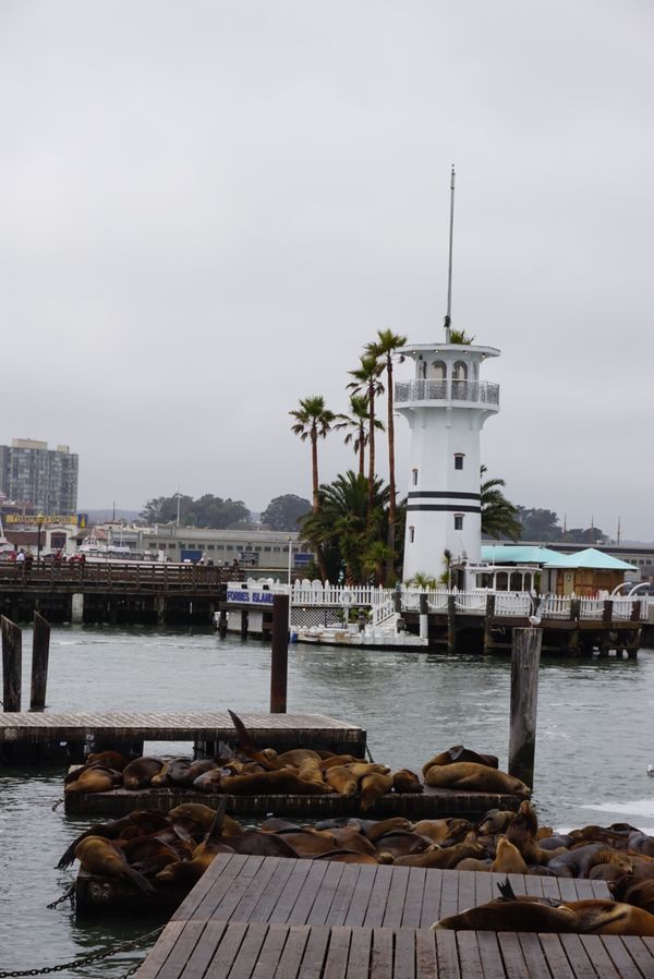アメリカ(米国)・サンフランシスコ・グレース大聖堂・ピア39「カリフォルニア・サンフランシスコ」の写真：アシカがお休み中