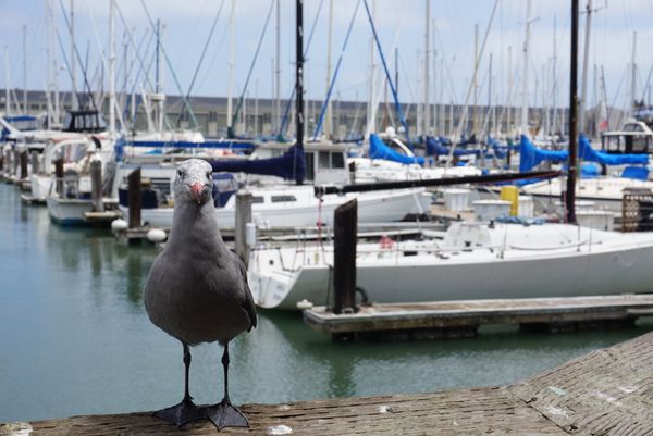 アメリカ(米国)・サンフランシスコ・グレース大聖堂・ピア39「カリフォルニア・サンフランシスコ」の写真