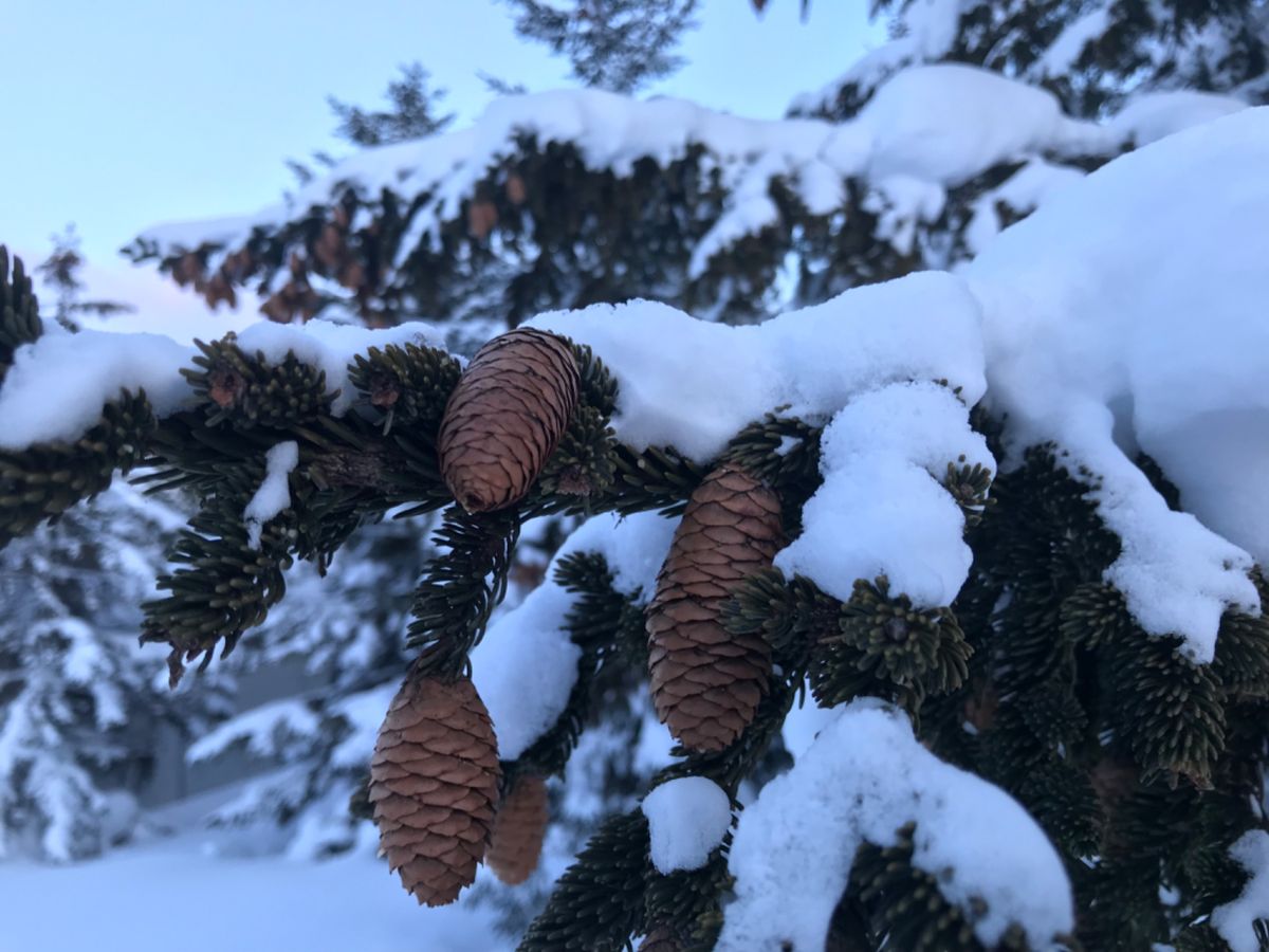 真っ白って心洗われる…よね？