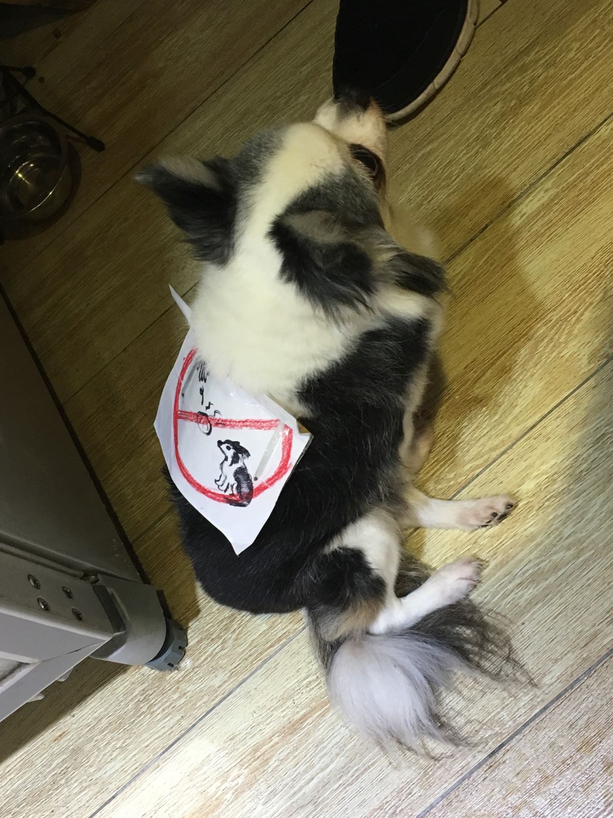 九份のお茶屋さんのわんこ。餌を与えないでください的な貼り紙が貼られてた。