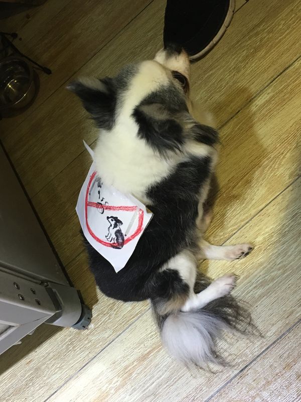 台湾・台北・九份「台北・九份」の写真：九份のお茶屋さんのわんこ。餌を与えないで...