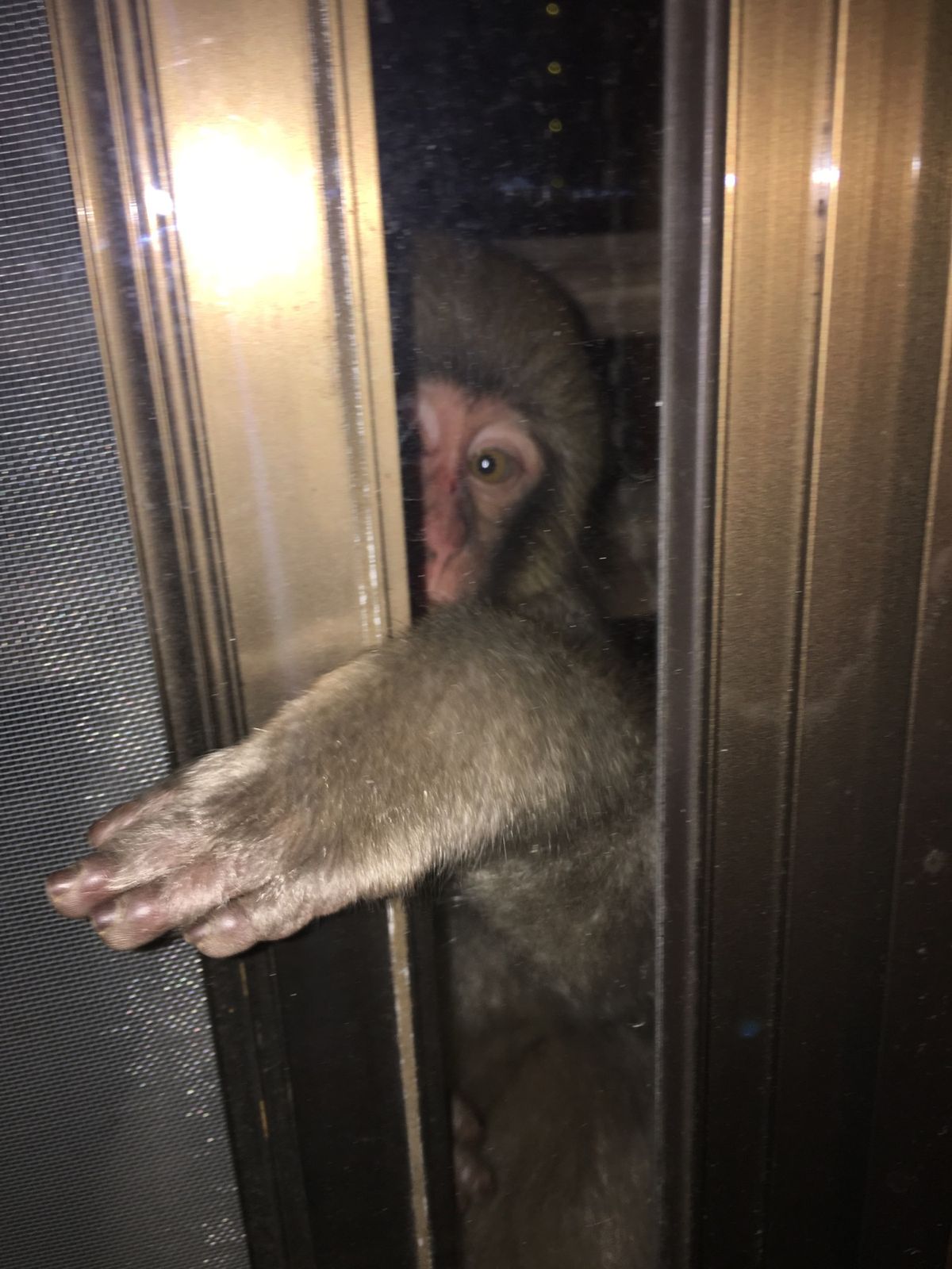 お部屋にやってきたおサルさん